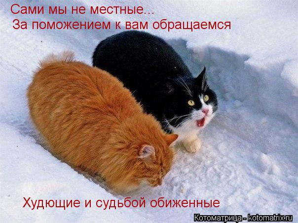 Котоматрица: Сами мы не местные... За поможением к вам обращаемся Худющие и судьбой обиженные