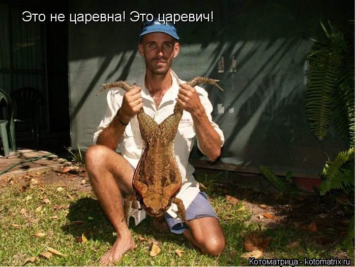 Это не царевна! Это царевич!... Котоматрица: Это не царевна! Это царевич!