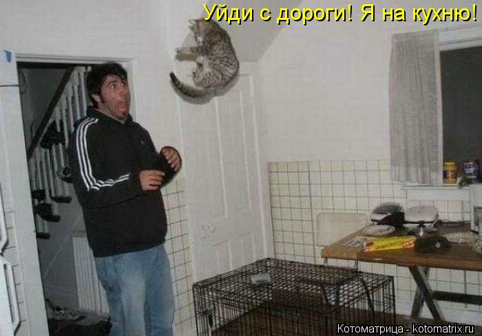 Уйди с дороги! Я на кухню!... Котоматрица: Уйди с дороги! Я на кухню!