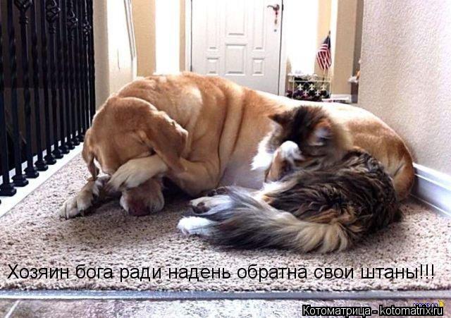 Котоматрица: Хозяин бога ради надень обратна свои штаны!!!