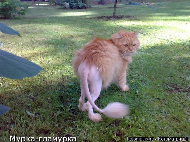 Мурка-гламурка Мурка-гламурка Мурка-гламурка... Котоматрица: Мурка-гламурка Мурка-гламурка Мурка-гламурка