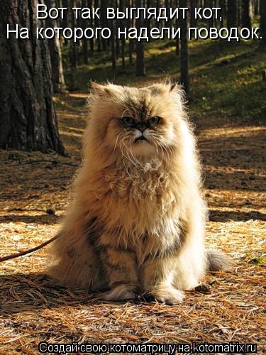 Котоматрица: Вот так выглядит кот, На которого надели поводок.