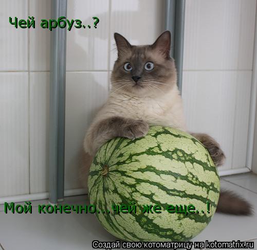 Котоматрица: Чей арбуз..?  Мой конечно...чей же еще..!