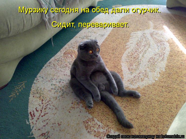 Мурзику сегодня на обед дали огурчик. Сидит, переваривает.... Котоматрица: Мурзику сегодня на обед дали огурчик. Сидит, переваривает.