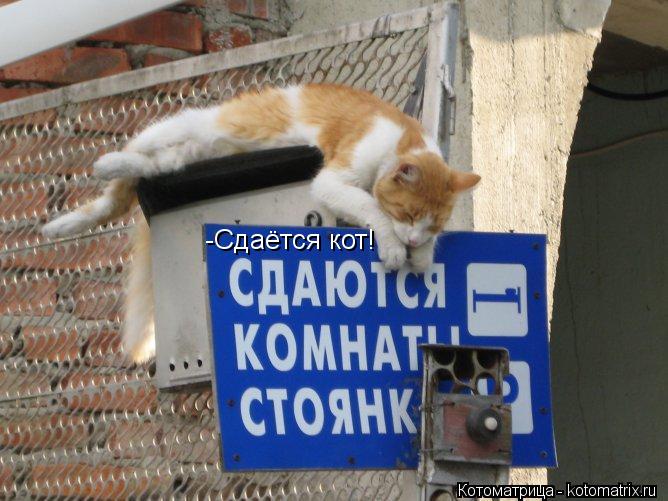 Котоматрица: -Сдаётся кот!