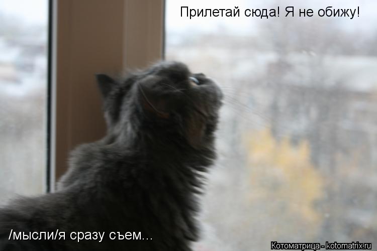 Котоматрица: Прилетай сюда! Я не обижу! /мысли/я сразу съем...