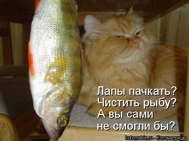 Лапы пачкать? Чистить рыбу? А вы сами не смогли бы?... Котоматрица: Лапы пачкать? Чистить рыбу? А вы сами не смогли бы?