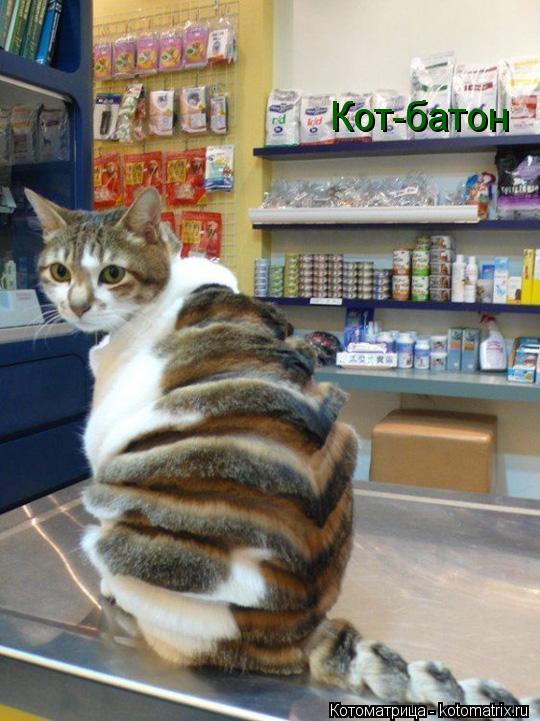 Кот-батон... Котоматрица: Кот-батон