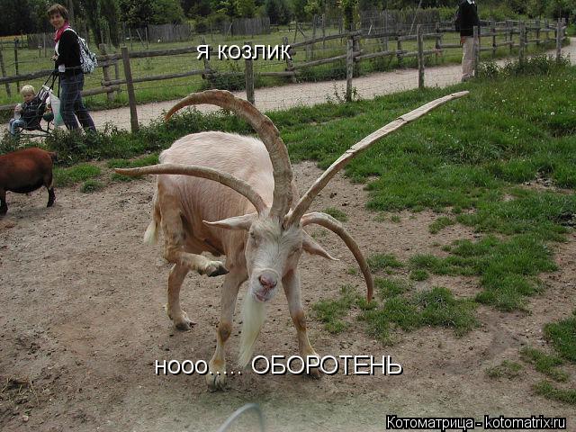 я козлик нооо..... ОБОРОТЕНЬ... Котоматрица: я козлик нооо..... ОБОРОТЕНЬ