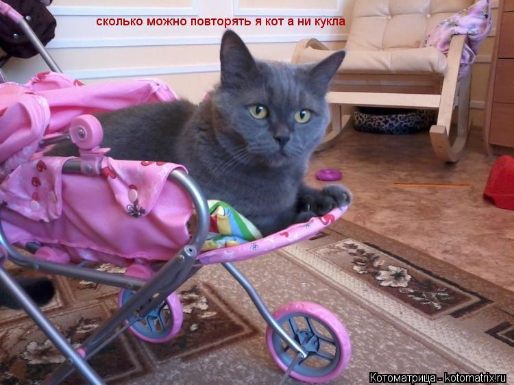 Котоматрица: сколько можно повторять я кот а ни кукла