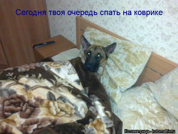 Сегодня твоя очередь спать на коврике... Котоматрица: Сегодня твоя очередь спать на коврике