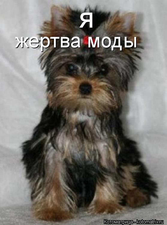 Котоматрица: я жертва моды