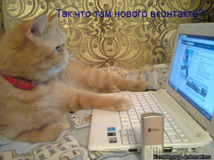 Так,что там нового вконтакте?... Котоматрица: Так,что там нового вконтакте?