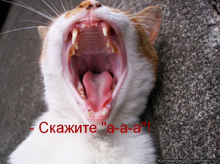 - Скажите "а-а-а"!... Котоматрица: - Скажите "а-а-а"!