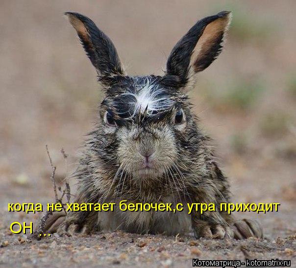 Котоматрица: когда не хватает белочек,с утра приходит ОН ...
