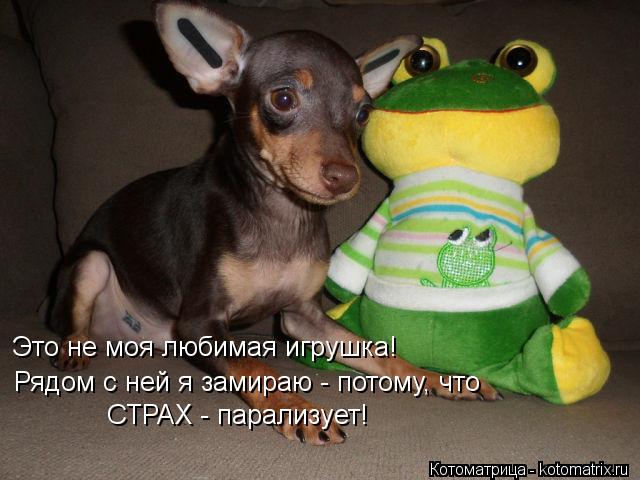 Это не моя любимая игрушка! Рядом с ней я замираю - потому, что СТРАХ - парализует!... Котоматрица: Это не моя любимая игрушка! Рядом с ней я замираю - потому, что СТРАХ - парализует!