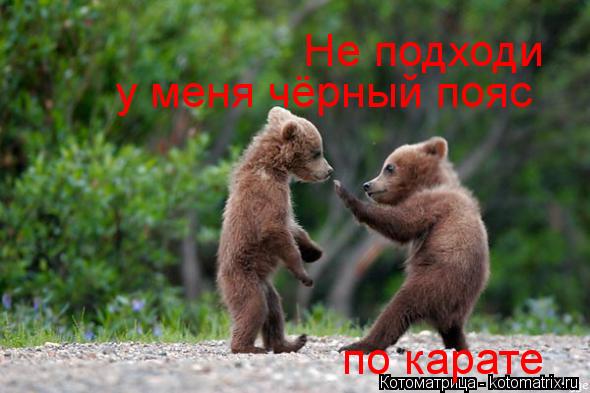 Котоматрица: Не подходи у меня чёрный пояс  по карате