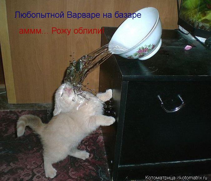 Любопытной Варваре на базаре аммм... Рожу облили!... Котоматрица: Любопытной Варваре на базаре аммм... Рожу облили!