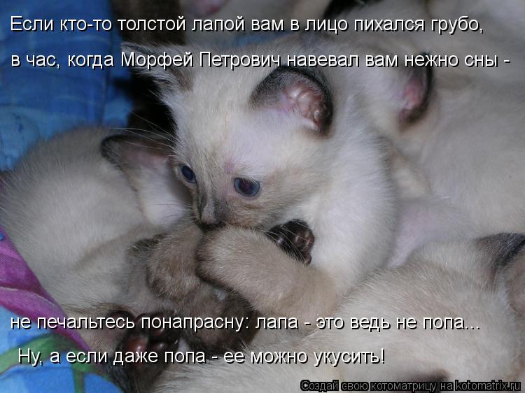 Котоматрица: Если кто-то толстой лапой вам в лицо пихался грубо,  в час, когда Морфей Петрович навевал вам нежно сны -  не печальтесь понапрасну: лапа - это 