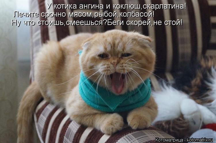 У котика ангина и коклюш,скарлатина! Лечите срочно мясом,рыбой,колбасой! Ну что стоишь,смеешься?Беги ... Котоматрица: У котика ангина и коклюш,скарлатина! Лечите срочно мясом,рыбой,колбасой! Ну что стоишь,смеешься?Беги скорей,не стой!