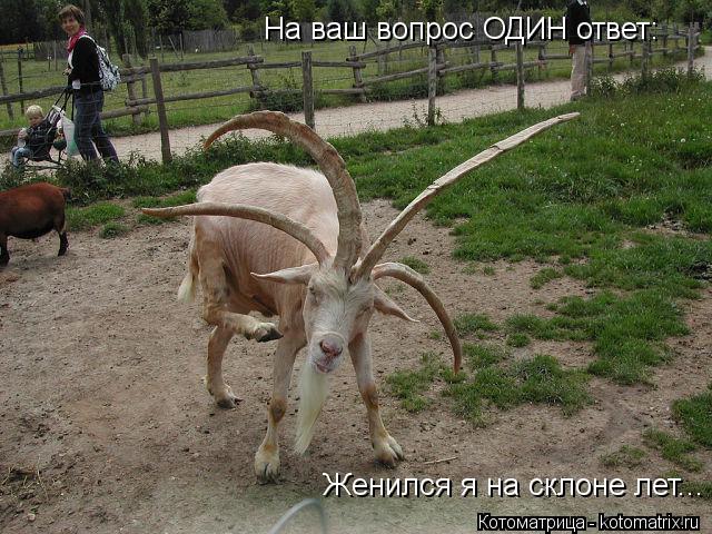 Котоматрица: На ваш вопрос ОДИН ответ: Женился я на склоне лет...