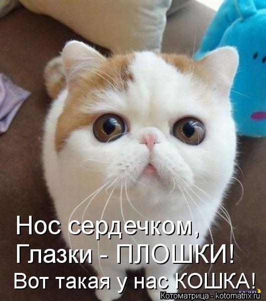 Котоматрица: Нос сердечком, Глазки - ПЛОШКИ! Вот такая у нас КОШКА!