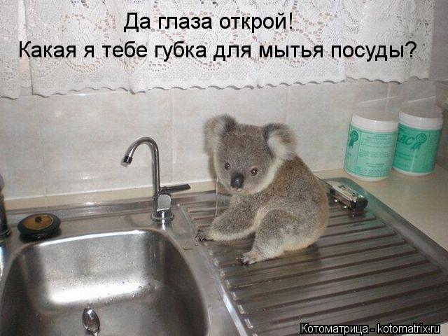 Да глаза открой! Какая я тебе губка для мытья посуды?... Котоматрица: Да глаза открой! Какая я тебе губка для мытья посуды?