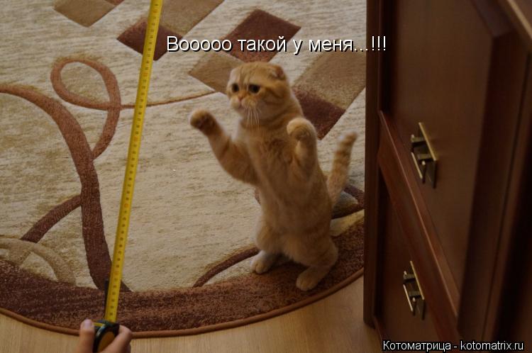 Котоматрица: Вооооо такой у меня...!!!