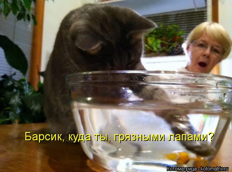 Барсик, куда ты, грязными лапами?... Котоматрица: Барсик, куда ты, грязными лапами?