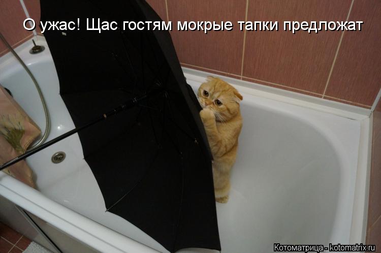 О ужас! Щас гостям мокрые тапки предложат... Котоматрица: О ужас! Щас гостям мокрые тапки предложат