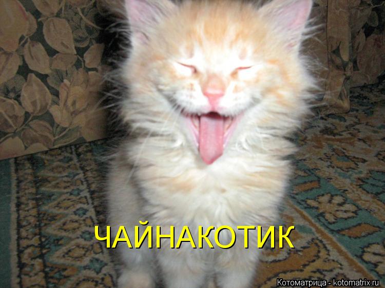 ЧАЙНАКОТИК... Котоматрица: ЧАЙНАКОТИК