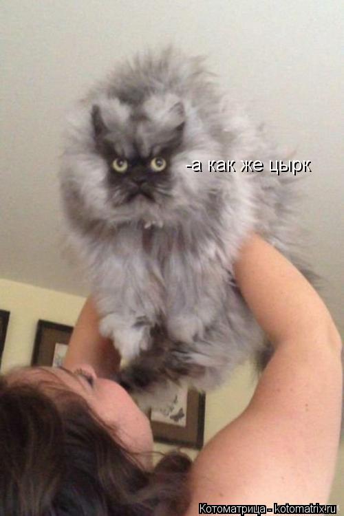 Котоматрица: -а как же цырк