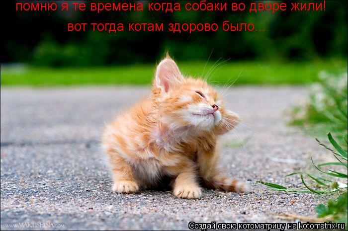 помню я те времена когда собаки во дворе жили! вот тогда котам здорово было...... Котоматрица: помню я те времена когда собаки во дворе жили! вот тогда котам здорово было...