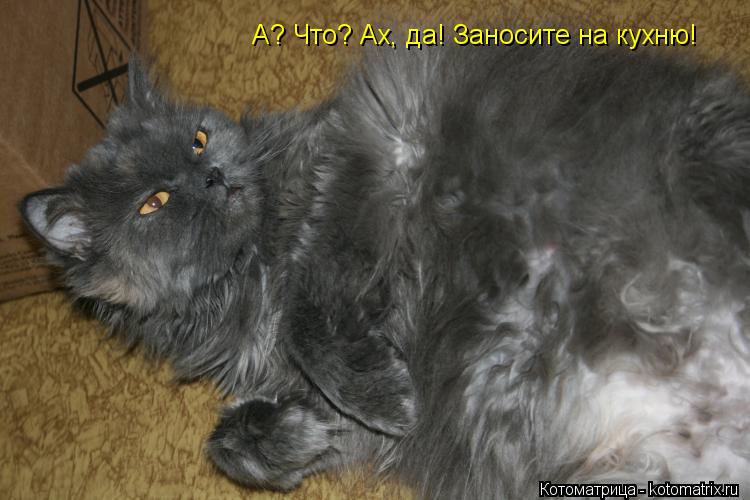 Котоматрица: А? Что? Ах, да! Заносите на кухню!