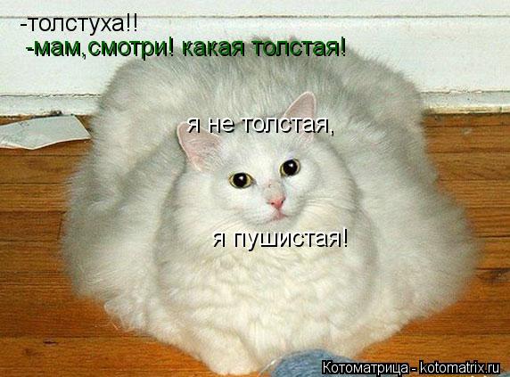 Котоматрица: -толстуха!! -мам,смотри! какая толстая! я не толстая, я пушистая!