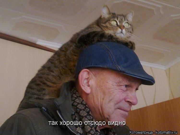 Котоматрица: так хорошо отсюдо видно