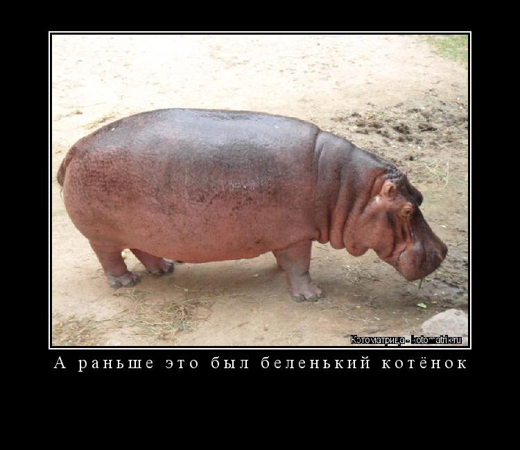 А раньше это был беленький котёнок ... Котоматрица: А раньше это был беленький котёнок