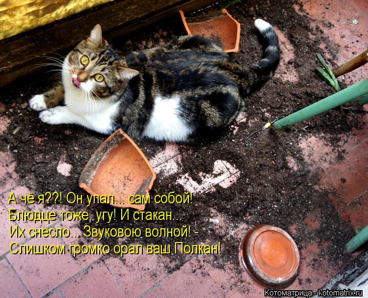 Котоматрица: А чё я??! Он упал... сам собой! Блюдце тоже, угу! И стакан... Их снесло... Звуковою волной! - Слишком громко орал ваш Полкан!