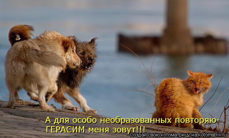 А для особо необразованных повторяю- ГЕРАСИМ меня зовут!!!... Котоматрица: А для особо необразованных повторяю- ГЕРАСИМ меня зовут!!!
