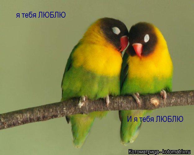 я тебя ЛЮБЛЮ И я тебя ЛЮБЛЮ... Котоматрица: я тебя ЛЮБЛЮ И я тебя ЛЮБЛЮ
