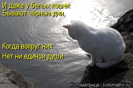 Котоматрица: И даже у белых кошек Бывают чёрные дни, Когда вокруг них Нет ни единой души.