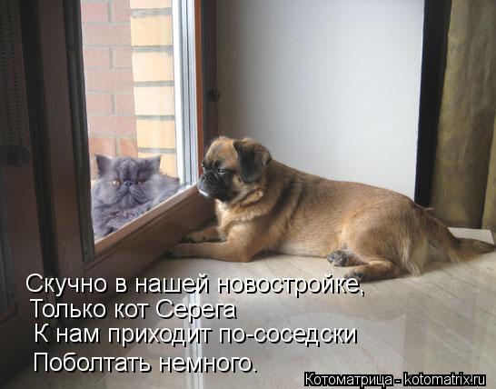 Скучно в нашей новостройке, К нам приходит по-соседски Только кот Серега Поболтать немного.... Котоматрица: Скучно в нашей новостройке, К нам приходит по-соседски Только кот Серега Поболтать немного.