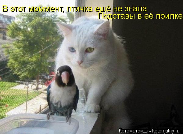 В этот моммент, птичка ещё не знала Подставы в её поилке... Котоматрица: В этот моммент, птичка ещё не знала Подставы в её поилке