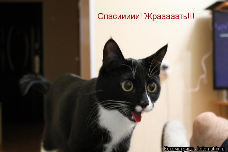 Спасиииии! Жрааааать!!!... Котоматрица: Спасиииии! Жрааааать!!!