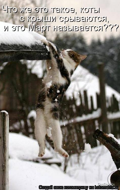 Что же это такое, коты с крыши срываются, и это Март называется???... Котоматрица: Что же это такое, коты с крыши срываются, и это Март называется???