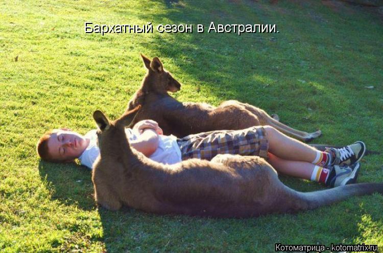 Котоматрица: Бархатный сезон в Австралии.