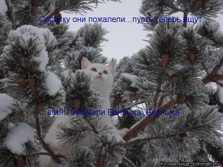 Сосиску они пожалели...пусть теперь ищут ага!!!! Забегали Беляшка ,Беляшка... Котоматрица: Сосиску они пожалели...пусть теперь ищут ага!!!! Забегали Беляшка ,Беляшка