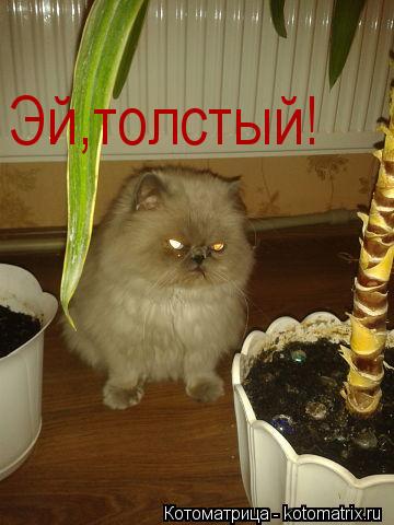 Эй,толстый!... Котоматрица: Эй,толстый!