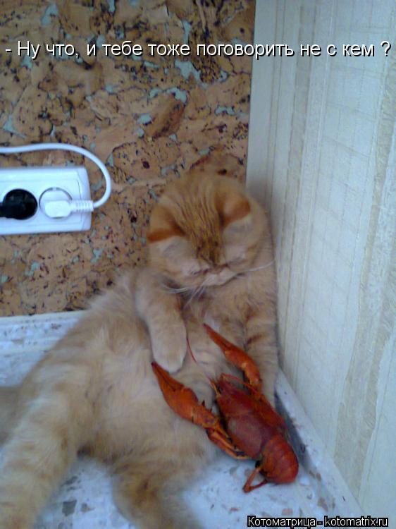 - Ну что, и тебе тоже поговорить не с кем ?... Котоматрица: - Ну что, и тебе тоже поговорить не с кем ?