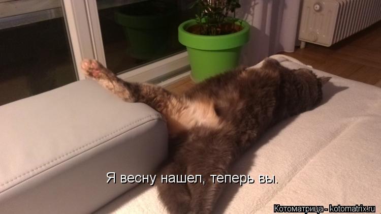 Я весну нашел, теперь вы.... Котоматрица: Я весну нашел, теперь вы.